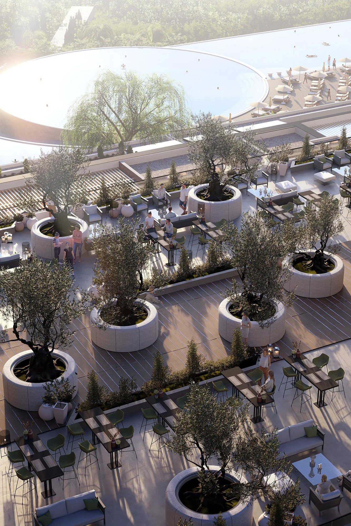 The terrace with olive trees in planters