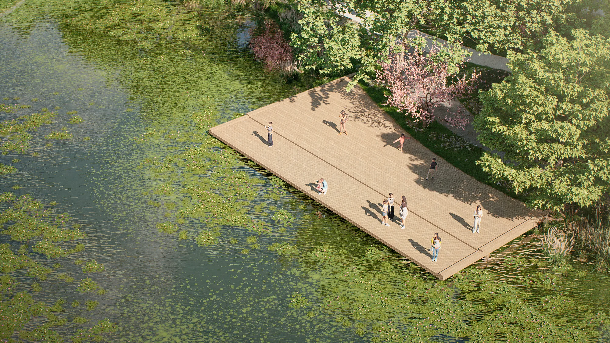 A timber deck on the pond in Sheron park among aquatic planting
